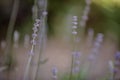 Purple lavender stems bloom. Royalty Free Stock Photo