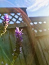 Purple lavender under the sunray. Grey wooden fence, and blue sky background. Oblique angle photography. Royalty Free Stock Photo