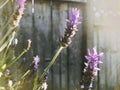 Purple lavender under the sunray. Grey wooden wall background. Royalty Free Stock Photo