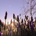 Purple lavenders field with morning sunshine.