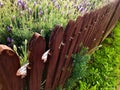 Purple lavenders and wooden fence.