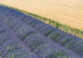 Lavendin purple farm in provence Royalty Free Stock Photo