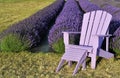 Purple lawn chair in lavender field Royalty Free Stock Photo