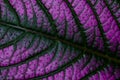 Purple Leaf Royalty Free Stock Photo