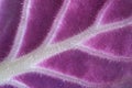 Purple leaf Royalty Free Stock Photo