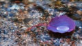 Purple leaf of aspen Royalty Free Stock Photo