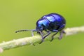 Purple leaf beetle