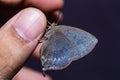 Purple Leaf Blue butterfly Royalty Free Stock Photo