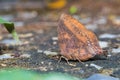 Purple Leaf Blue butterfly Royalty Free Stock Photo