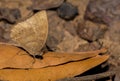 A purple leaf blue butterfly Royalty Free Stock Photo