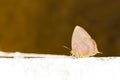 Purple leaf blue butterfly Royalty Free Stock Photo