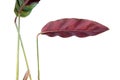 Purple leaf of Calathea lancifolia or Rattlesnake Plant isolated on white background