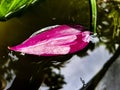 The purple leaf drops into water