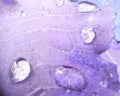 Purple Leaf Macro with Water Drops: Abstract Violet Botanical Texture Royalty Free Stock Photo