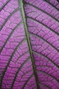 Purple leaf pattern Royalty Free Stock Photo