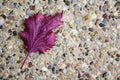 Purple Leaf on Pebbled Ground Royalty Free Stock Photo