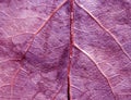 Purple Leaf Texture