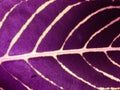 Purple leaf texture background. Wallpaper for design, closeup view Royalty Free Stock Photo