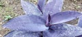 purple leaf from trophical country Royalty Free Stock Photo