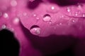 purple leaf with water drops Royalty Free Stock Photo