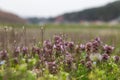 Purple leaf of weed and grass