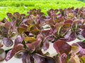 Purple leafless vegetables are grown in soilless rows in a greenhouse that controls temperature and water Royalty Free Stock Photo