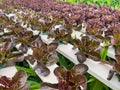 Purple leafless vegetables are grown in soilless rows in a greenhouse that controls temperature and water Royalty Free Stock Photo