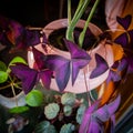 Purple leafy houseplant in pink pot close up