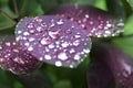 Purple leave with rain drops