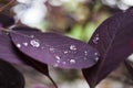 Purple leave with rain drops
