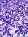 Purple leave tree texture pattern