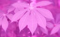 Purple leaves abstarct background