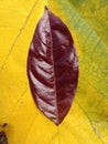 purple leaves against a yellow leaf background looks very pretty Royalty Free Stock Photo
