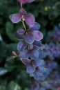 Purple leaves of barberry tunberg, bush branch