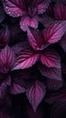 Purple Leaves on Black Background: Dark Emerald and Pink Snapshot Aesthetic AI Generated
