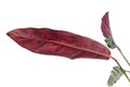 Purple leaves of Calathea lancifolia or Rattlesnake Plant isolated on white background Royalty Free Stock Photo