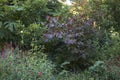 Purple leaves of Cercis canadensis tree