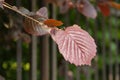 Purple leaves of filbert