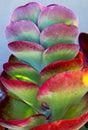 Purple leaves of paddle plant, flapjacks, desert cabbage, Kalanchoe thyrsiflora