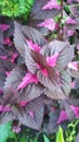 Purple leaves pink leaves plant closeup wild plants