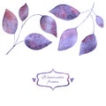 Purple leaves