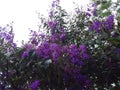 purple lenten flowering season in the southern hemisphere