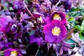 Purple Lenten Roses in Delaware Royalty Free Stock Photo