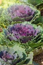 Purple lettuce