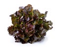 purple lettuce on white groundback Royalty Free Stock Photo
