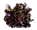 purple lettuce on white ground Royalty Free Stock Photo