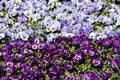 Purple and light blue with white and yellow center Wild pansy or Viola tricolor small wild flowers with bright petals densely Royalty Free Stock Photo