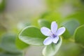 Purple Lignum Vitae flower