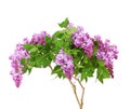 Purple lilac blooming branch