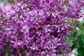 Purple lilac blooms with pine macro photography